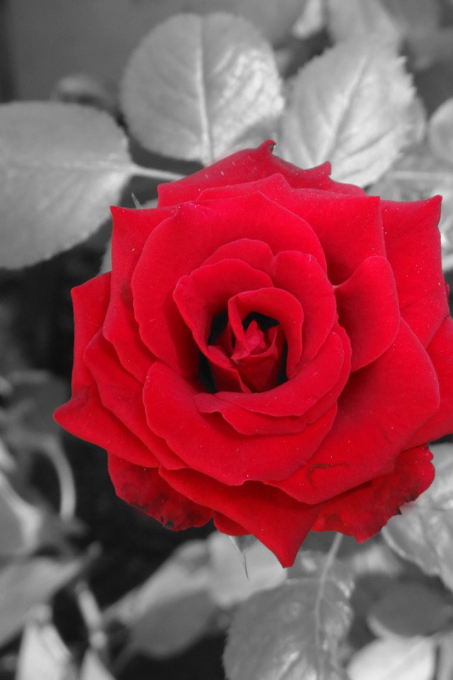 Красная роза на фоне серых листьев