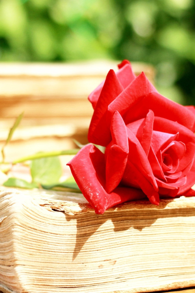 Алая роза на старой книге