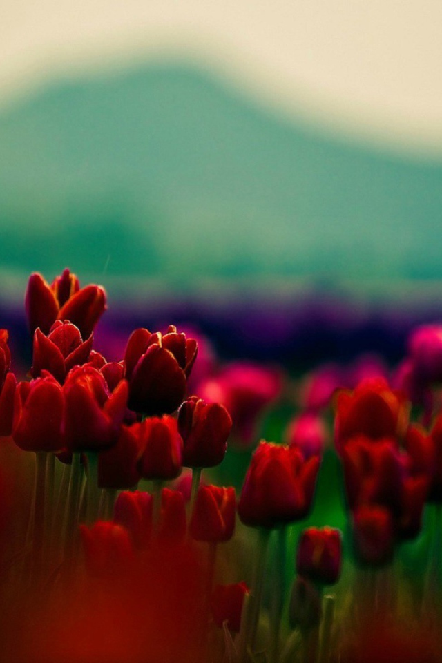 Красные тюльпаны на фоне горы