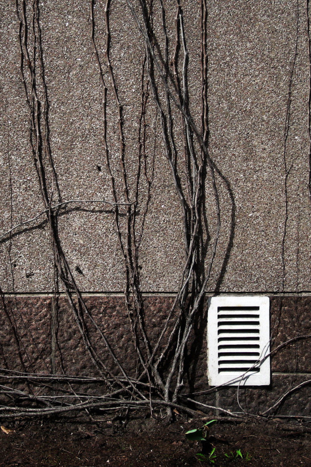 Весенний цветок тюльпан