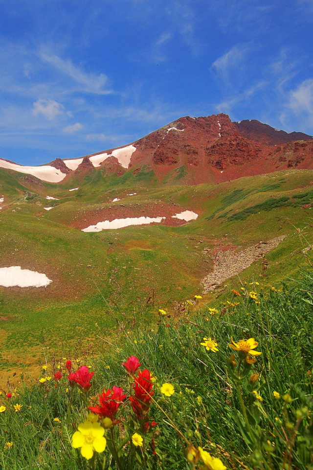 Весенние цветы в горах
