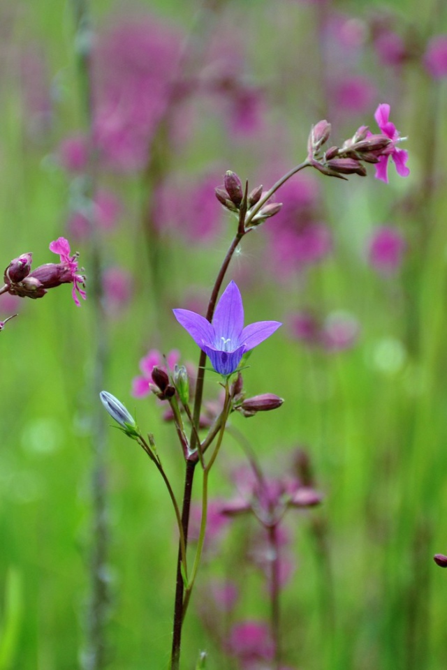 Весенние полевые цветы