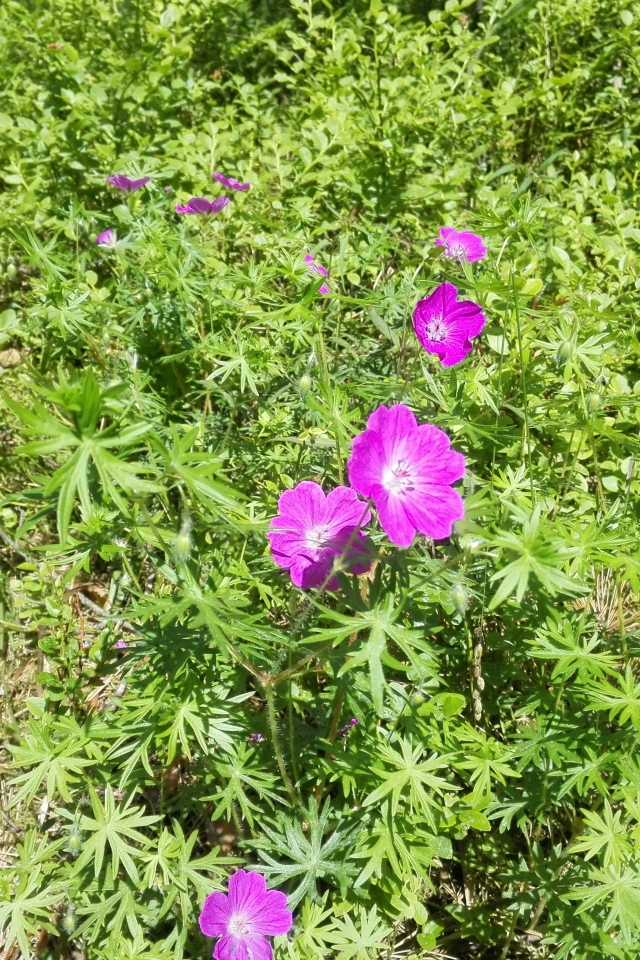 Летние цветы в зеленой траве