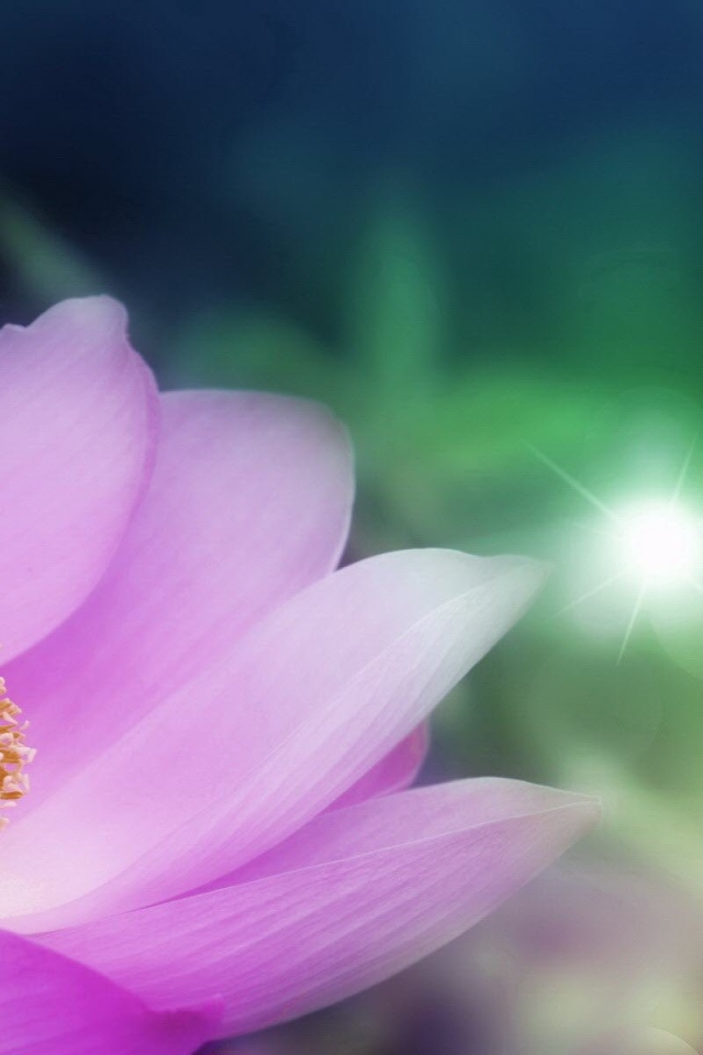 Сердцевина светло фиолетового цветка