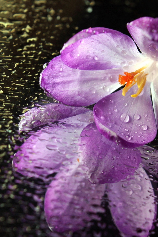 Цветок на мокром зеркале