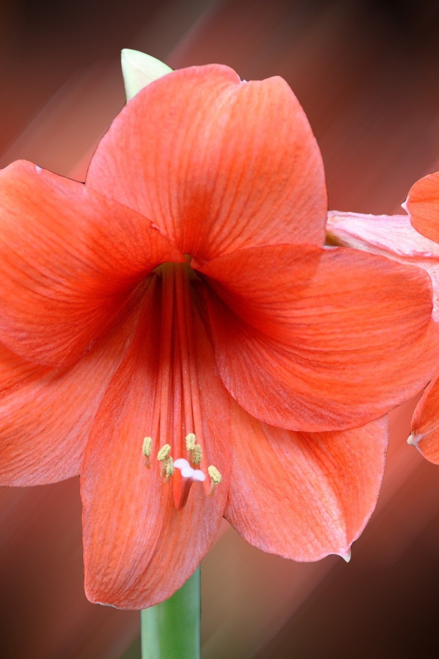 Три красных лилии