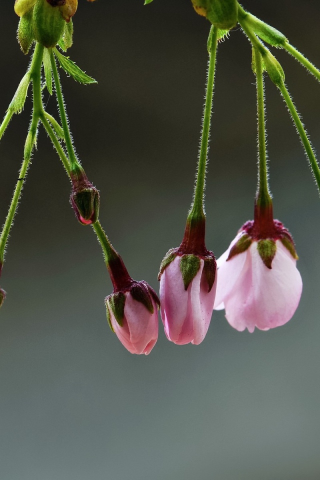 Две кисточки распускающихся цветов сакуры