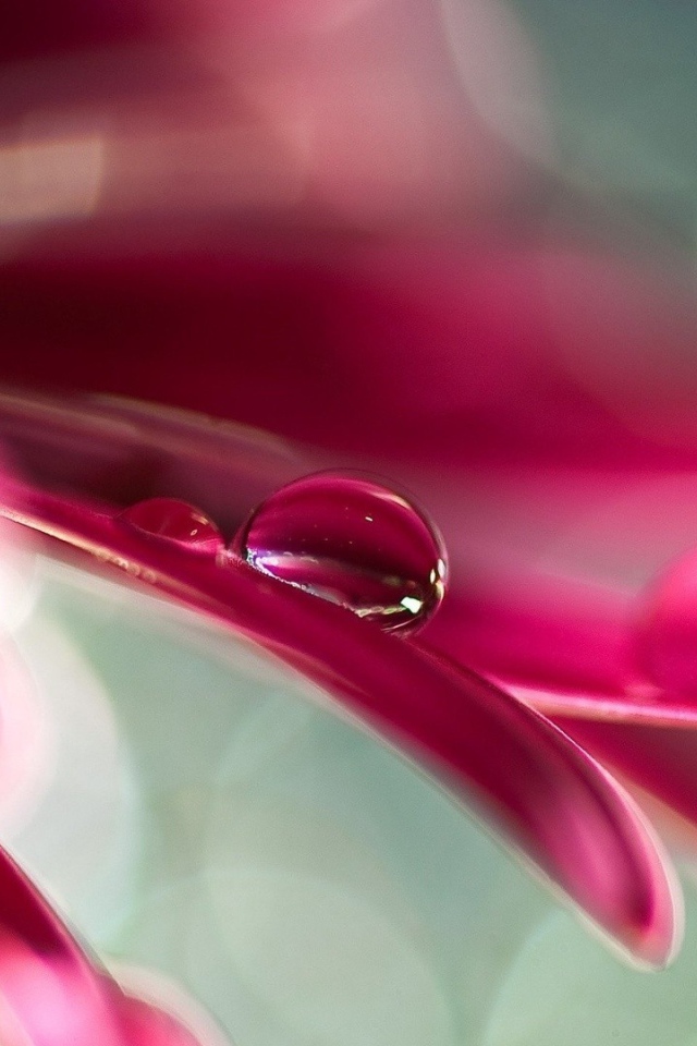 Две капли воды на розовом лепестке цветка