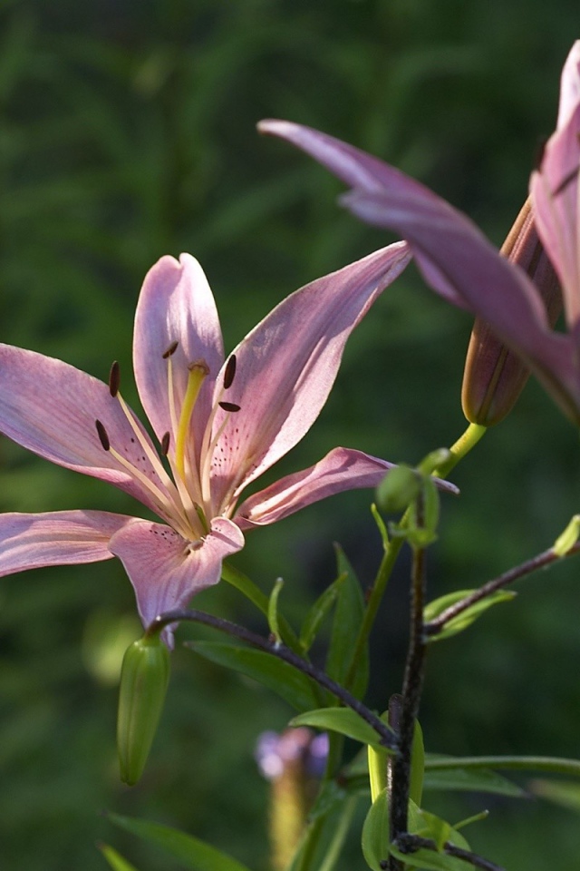 Две фиолетовых лилии под солнцем