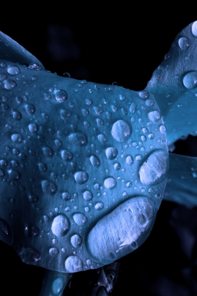 Мокрый голубой цветок