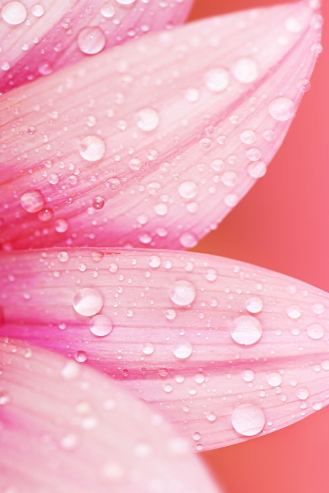 Влажные лепестки розового цветка