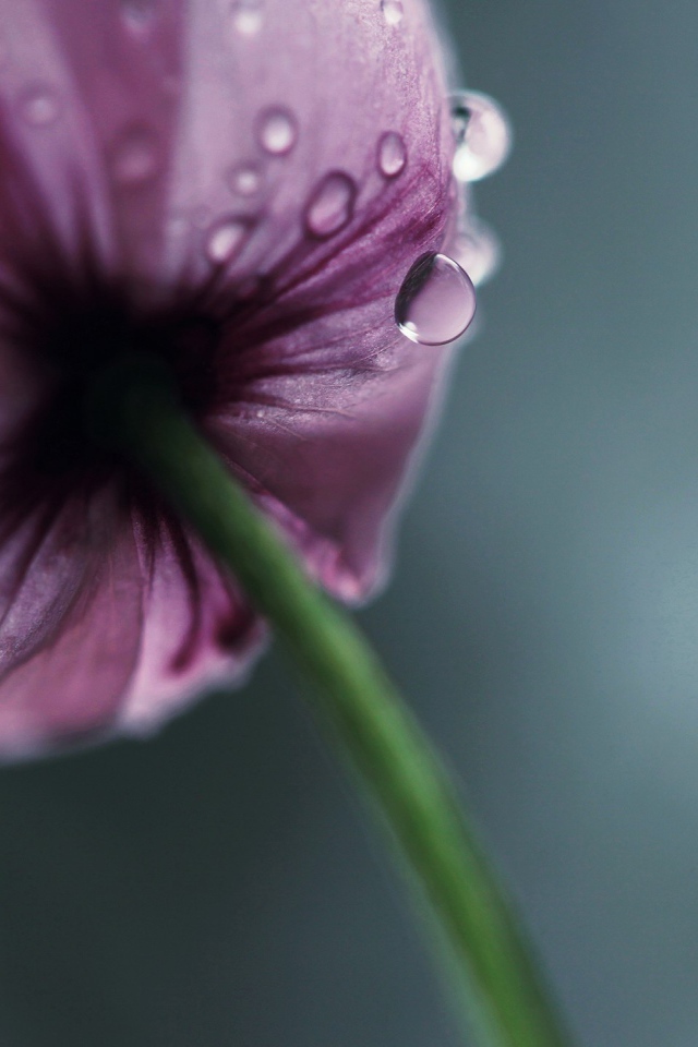 Мокрый фиолетовый тюльпан