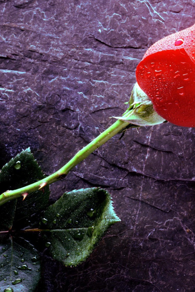 Мокрая роза на черном камне