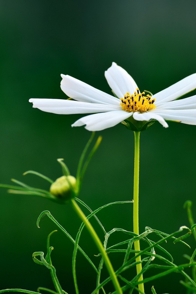 Белая ромашка на темно зеленом фоне