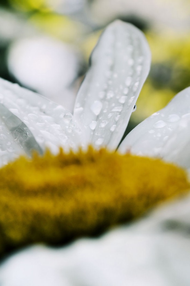 Белая ромашка после дождя