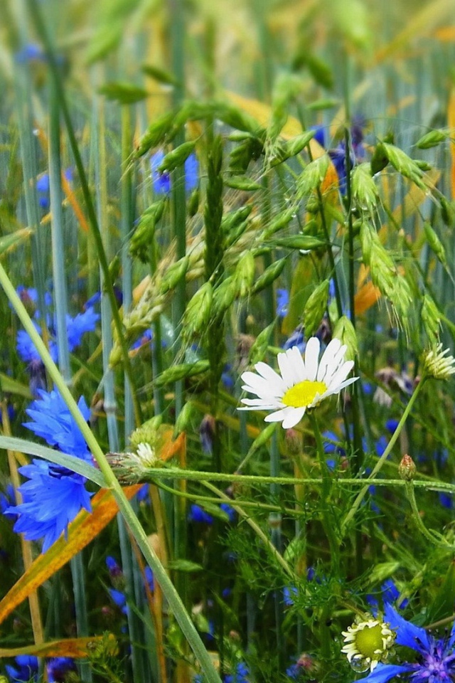 Белая ромашка среди васильков