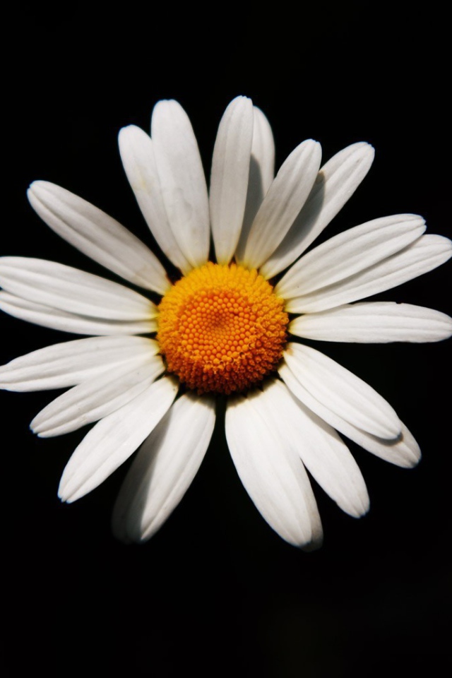 Белая ромашка на черном фоне