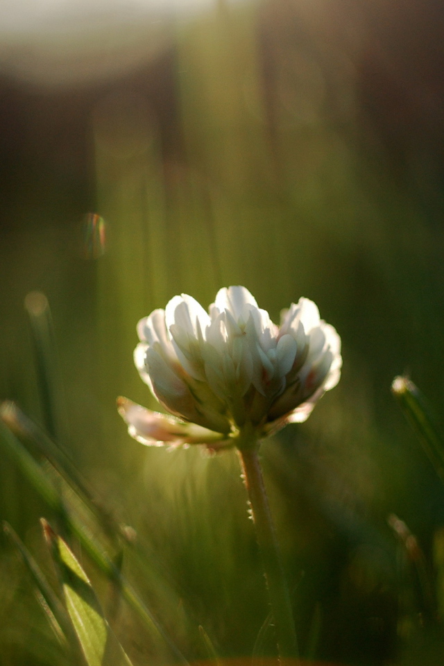 Белый цветок в зеленой траве