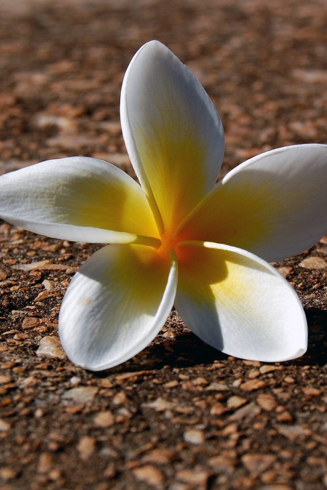 Белый цветок на гранитной плите