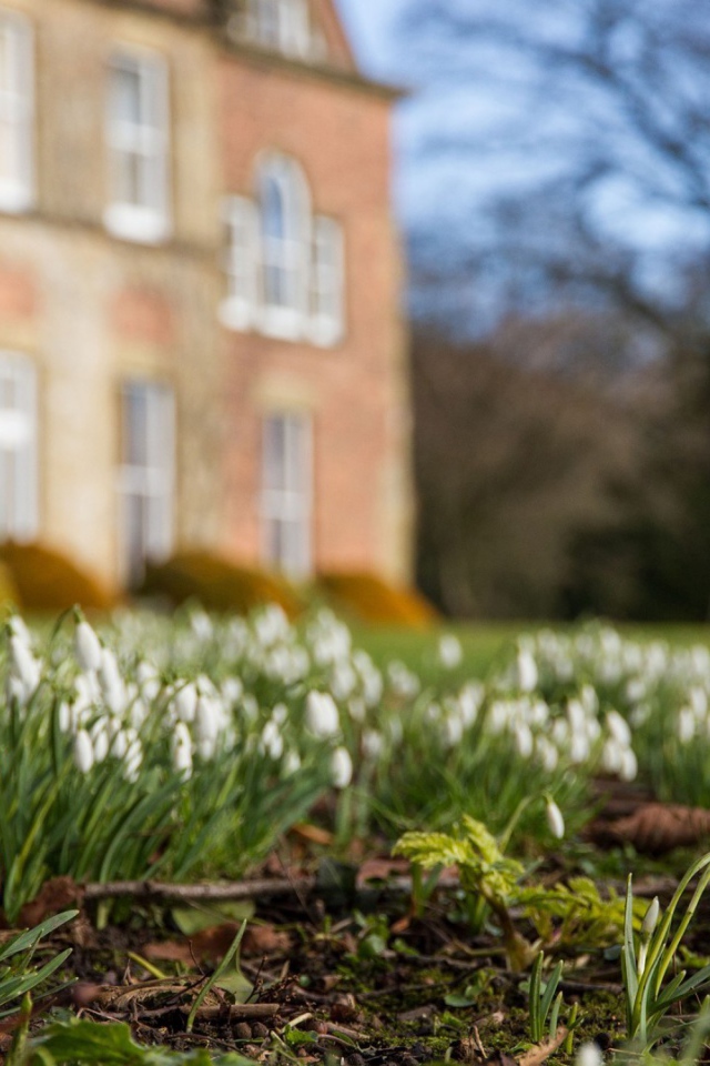Белые подснежники у дома