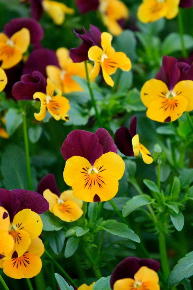 Желтые и бордовые анютины глазки, цветы