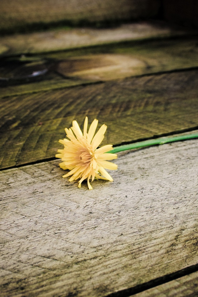 Желтый одуванчик на досках