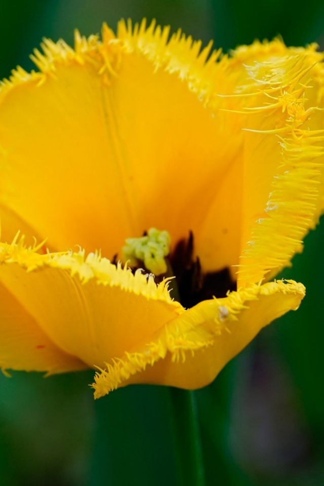 Желтый мохнатый цветок