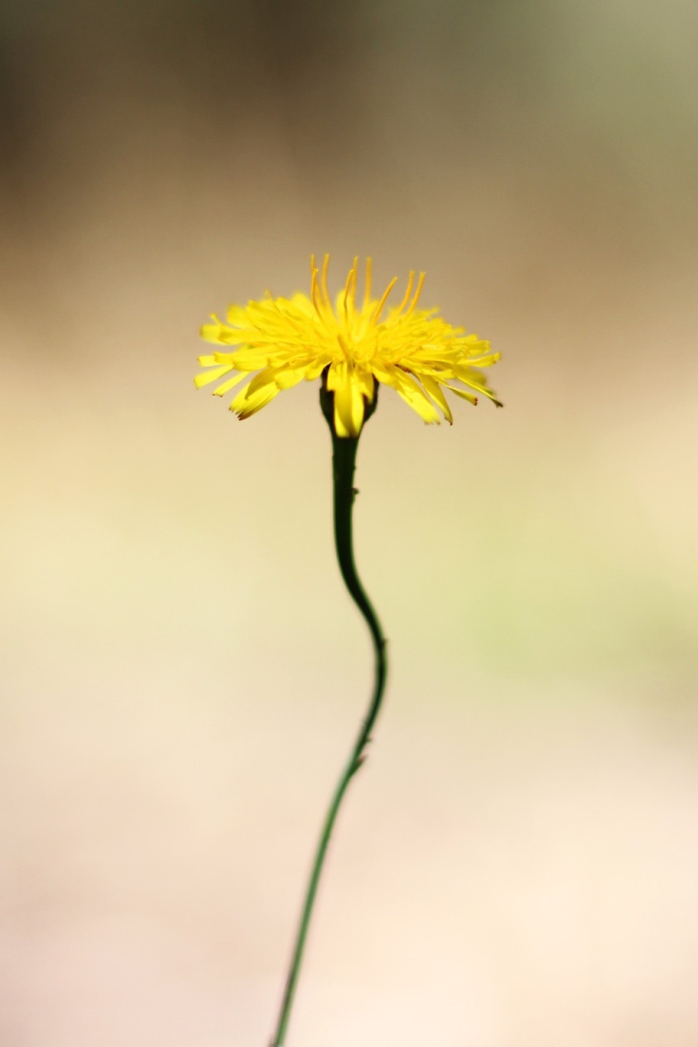Желтый цветок на тонком стебле