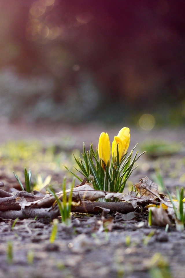Желтые цветы пробиваются сквозь прошлогоднюю листву