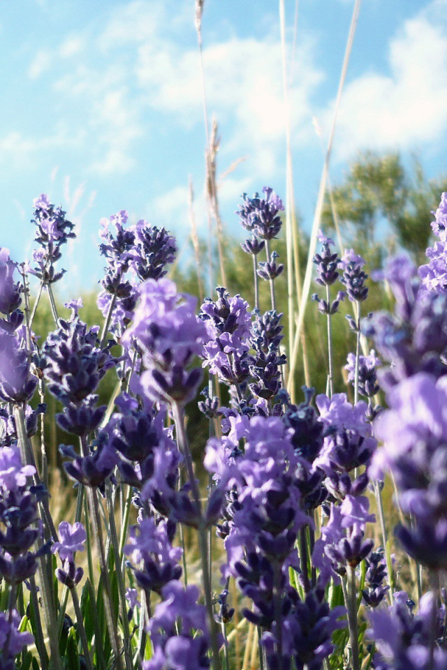 Фиолетовые полевые цветы в траве