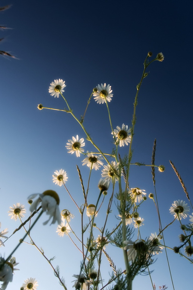 Ромашки на синем небе