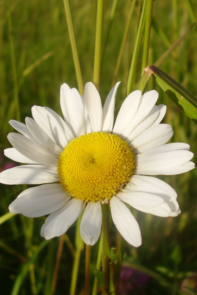 Полевая ромашка и бутон