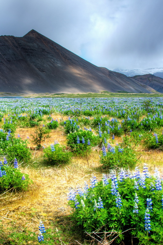 	   Flowers in a mountain valley