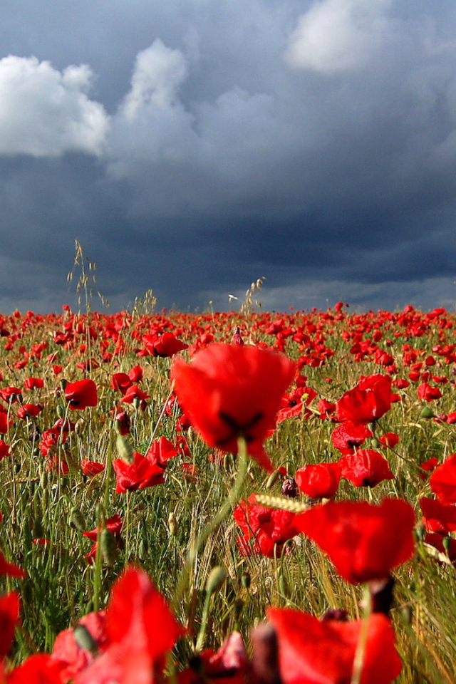 Маковое поле под облаками