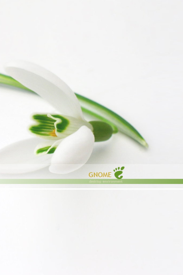 Белый цветок на белом фоне