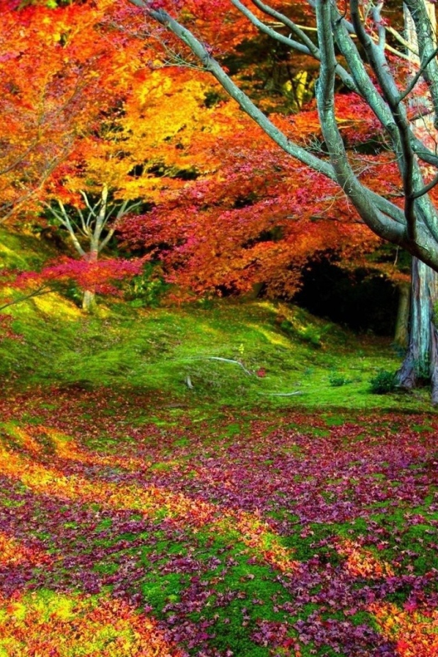 Все краски осени в чаще леса