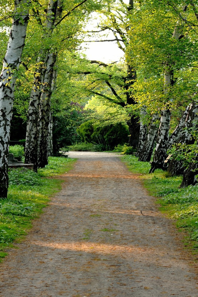 Аллея в березовой роще