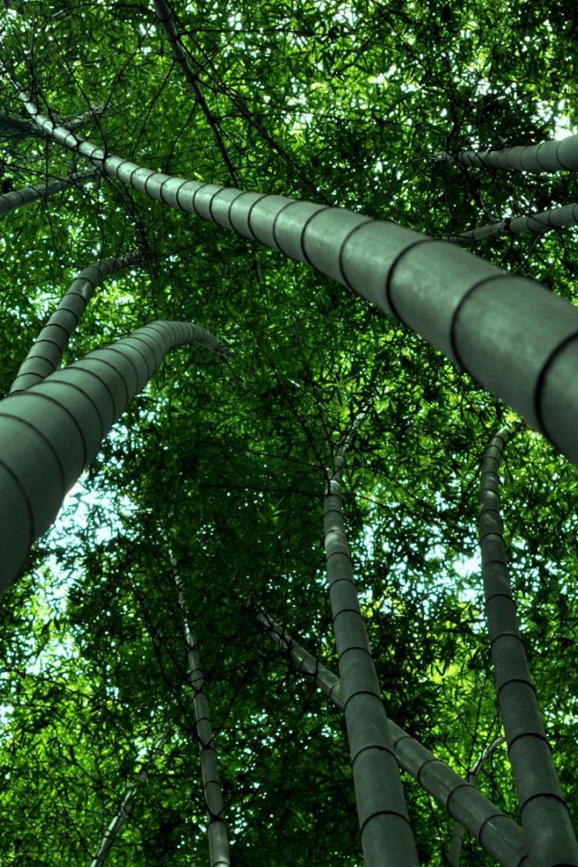 Бамбуковые деревья уходят ввысь