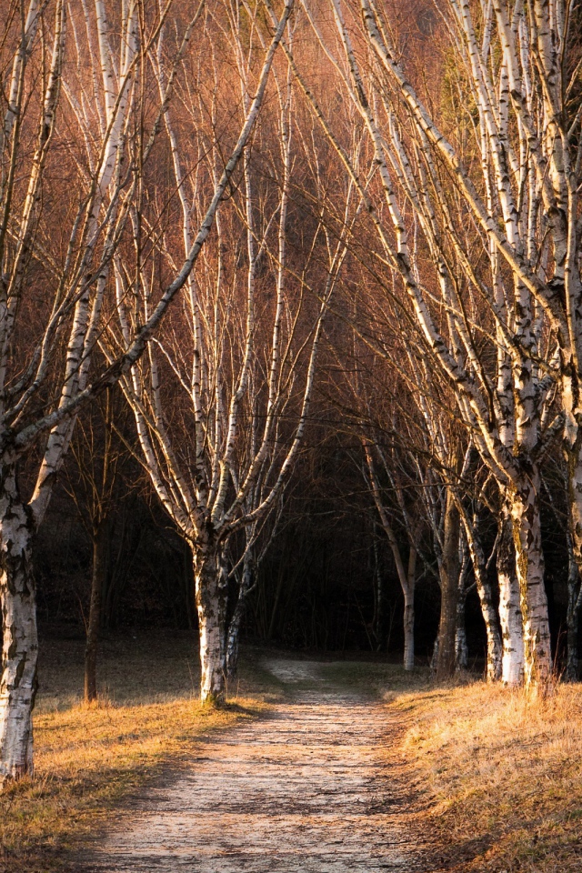 Голые деревья в березовой роще
