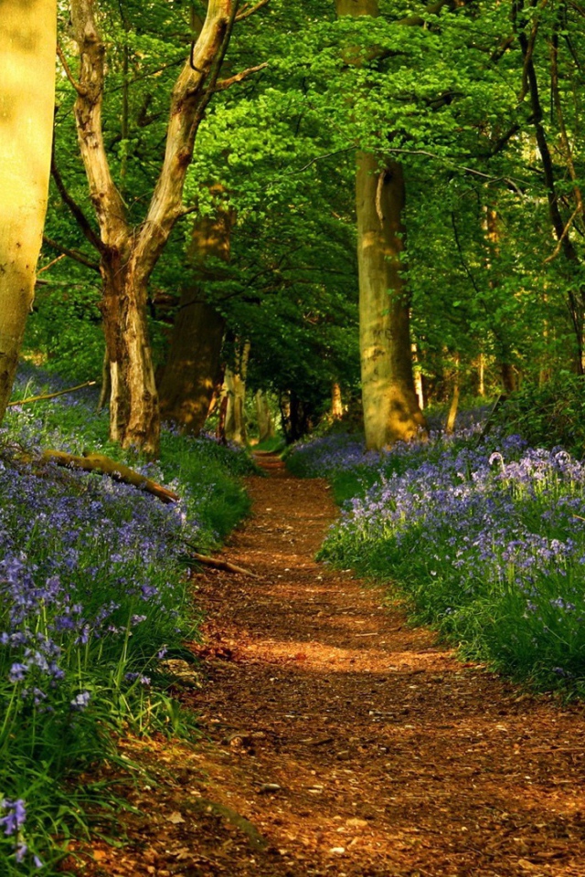 Голубые цветы по обочинам тропы в лесу