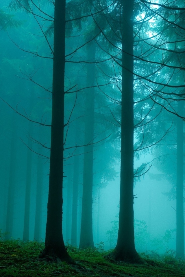 Синий туман в лесу