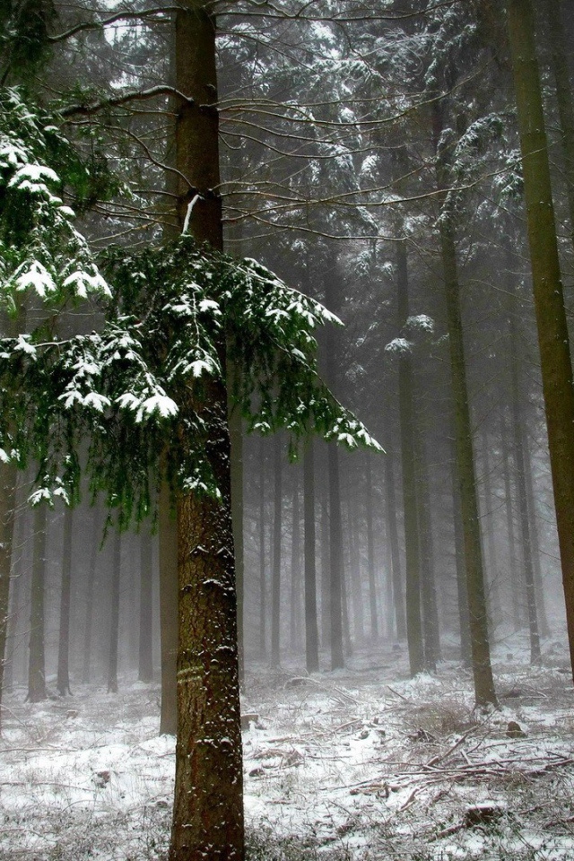 Холодный зимний лес