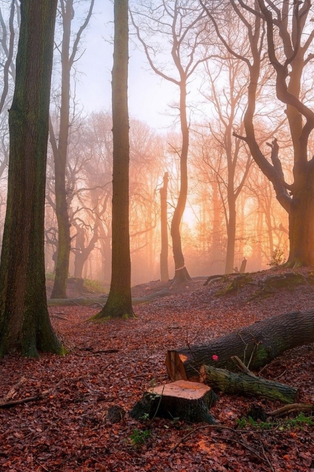 Спиленное дерево в лесу