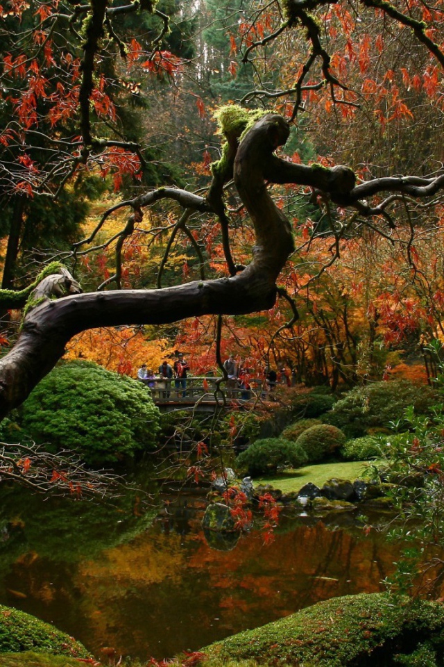 Засохшее дерево в японском саду