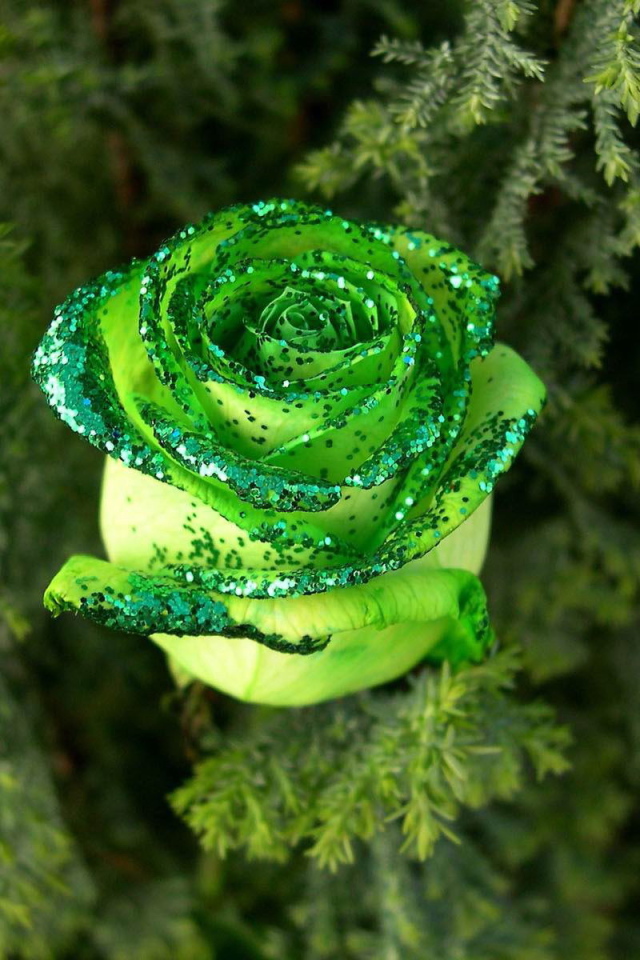 Декоративная роза в лесу