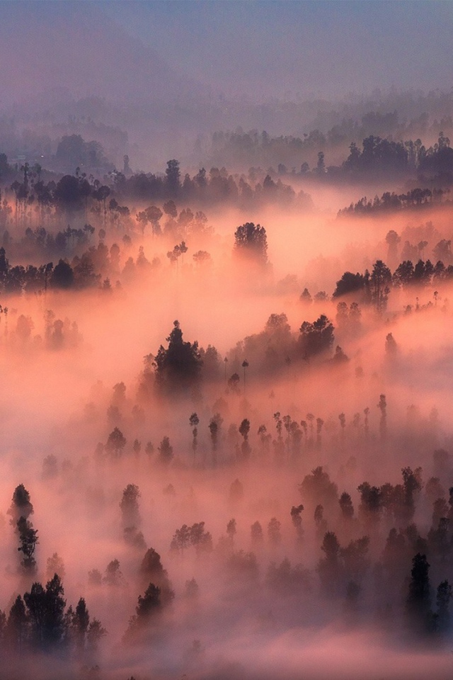 Густой туман в лесу подсвечен солнцем на закате
