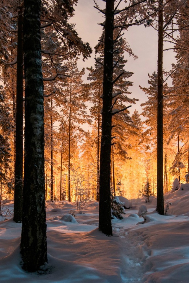 Сказочный зимний лес на закате