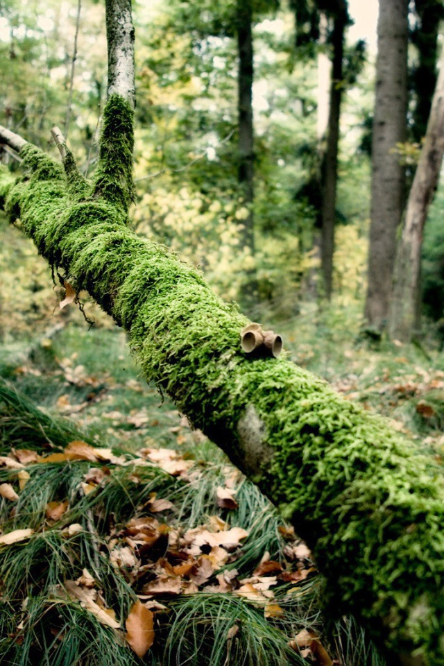 Упавшая ветка поросла мхом