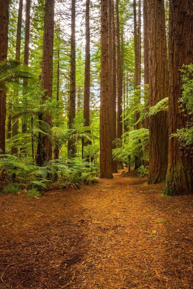 Папоротники у подножия больших деревьев в лесу