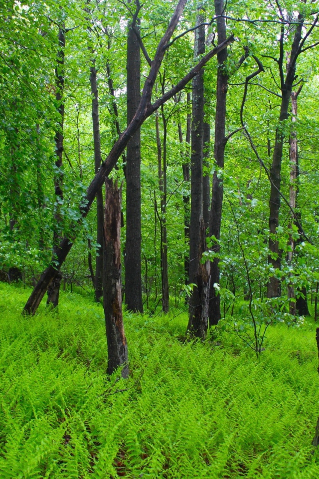 Заросли папоротника в лесу